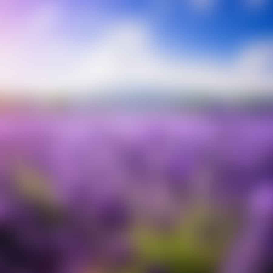 Lavender field on a sunny day, symbolizing tranquility and relaxation