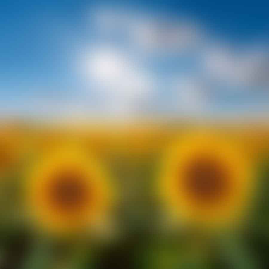 A bright image of a sunflower field under a sunny sky